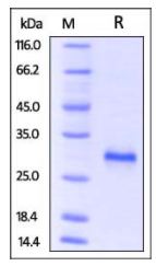 Mouse CD40, His Tag on SDS-PAGE under reducing (R) condition. The gel was stained overnight with Coomassie Blue. The purity of the protein is greater than 95%.